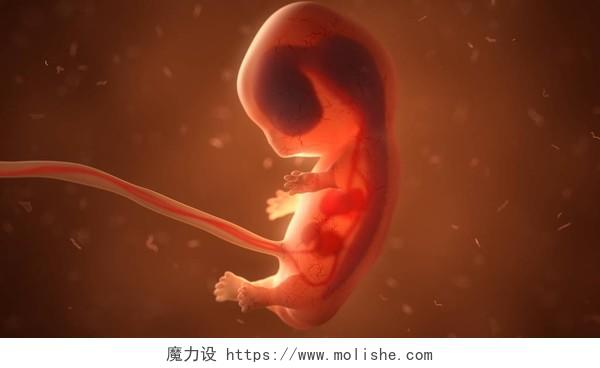 高质量胎儿图